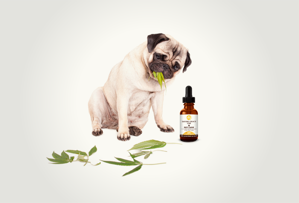 A Comprehensive Guide to CBD Treats For Pets