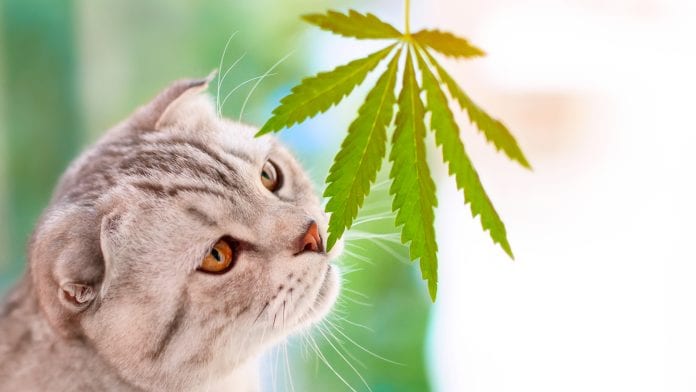 CBD for Pets: How CBD Can Help with Pain and Stress in Dogs and Cats