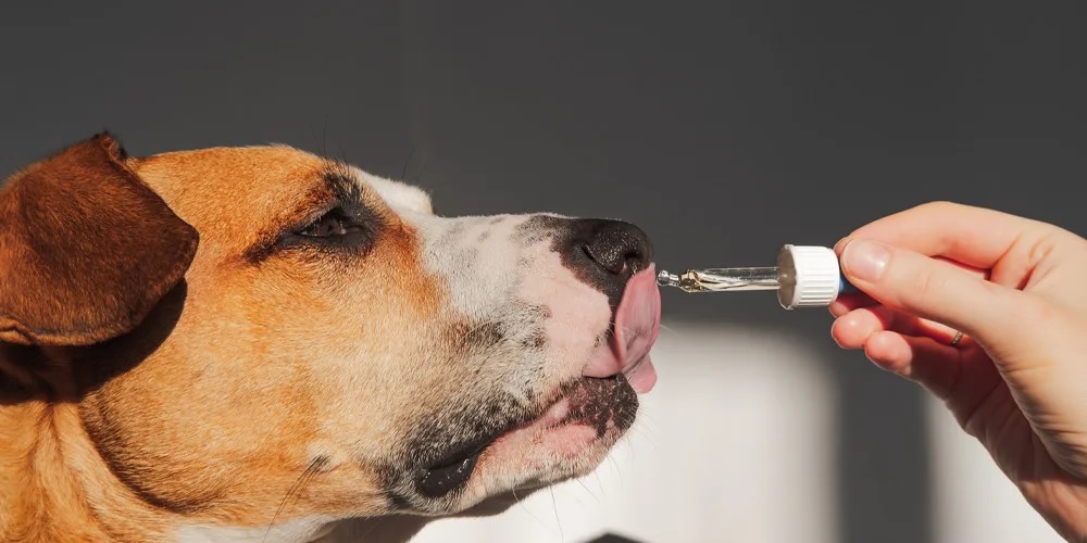 CBD Oil for Pets: A Natural Solution for Vertigo in Dogs and Cats